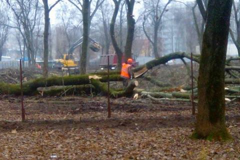 В Ростове начали вырубку деревьев в парке Островского