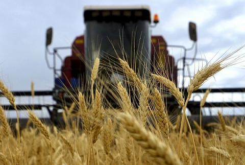 Закупочные цены на зерно Ростовской области упали на 6%