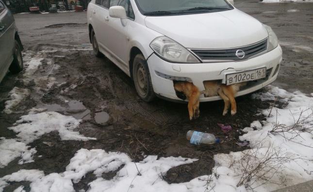 В Таганроге водитель несколько дней ездил с трупом собаки