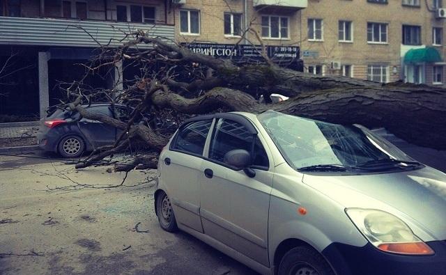 В центре Ростова упавшее дерево раздавило две иномарки 