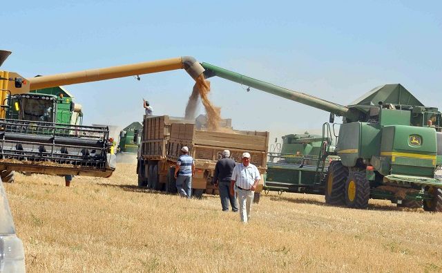 Урожай зерновых в Ростовской области будет соответствовать средним многолетним показателям