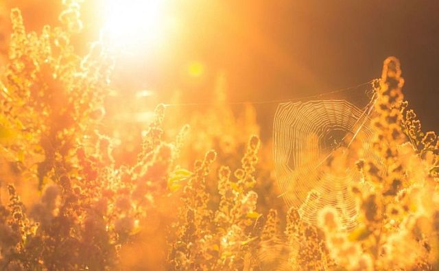 Новости области | Белая Калитва: Информационно - развлекательный портал - Страница #165 photo Жара в Ростовской области достигнет +35°С в тени