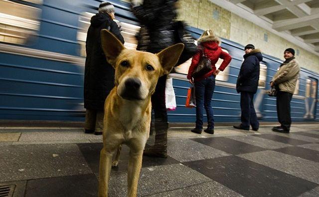 Новости области | Белая Калитва: Информационно - развлекательный портал - Страница #165 photo Ростовчанин спас в московском метро собаку, которая не успела за пьяным хозяином в вагон