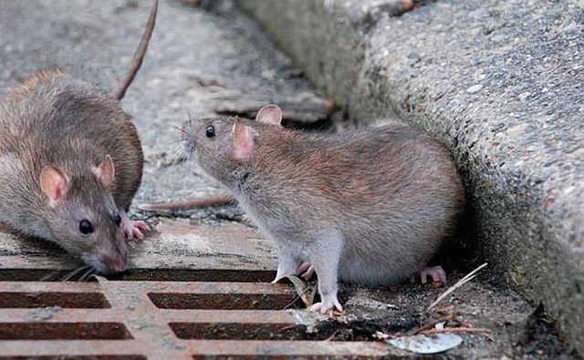 Новости области | Белая Калитва: Информационно - развлекательный портал - Страница #61 photo На борьбу с грызунами на кладбищах Ростова потратят более 700 тысяч рублей