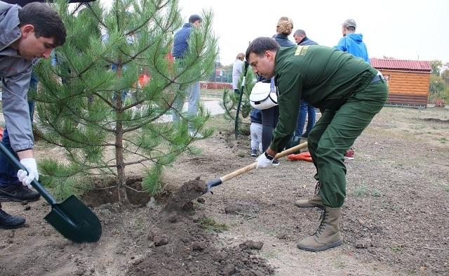 В День древонасаждения в Ростове высадили саженцы на берегу Темерника и в «Суворовском»