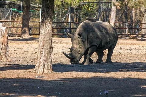 В Ростовском зоопарке снова появятся белые носороги