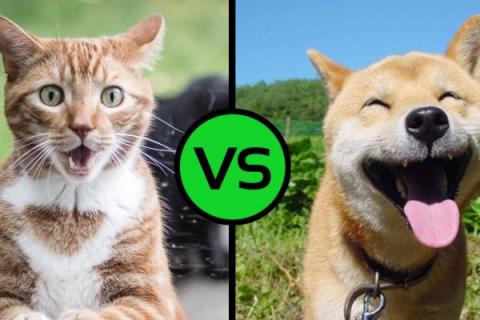 Аналитики выяснили, кого больше любят жители ЮФО — кошек или собак