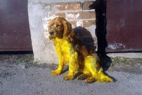 В Новочеркасске хулиганы покрасили собаку в жёлтый цвет