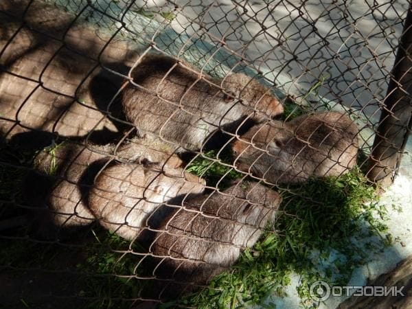 ЦУР Ростовской области подключился к спасению истощенных животных в зоопарке Белой Калитвы