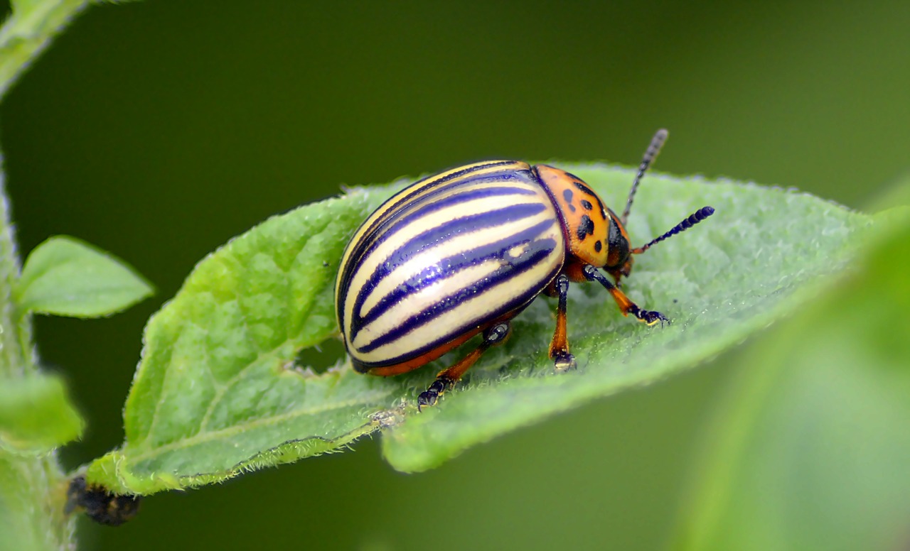 Мифы о борьбе с колорадским жуком
