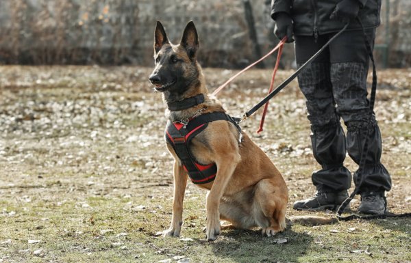 Кинолог в городе есть