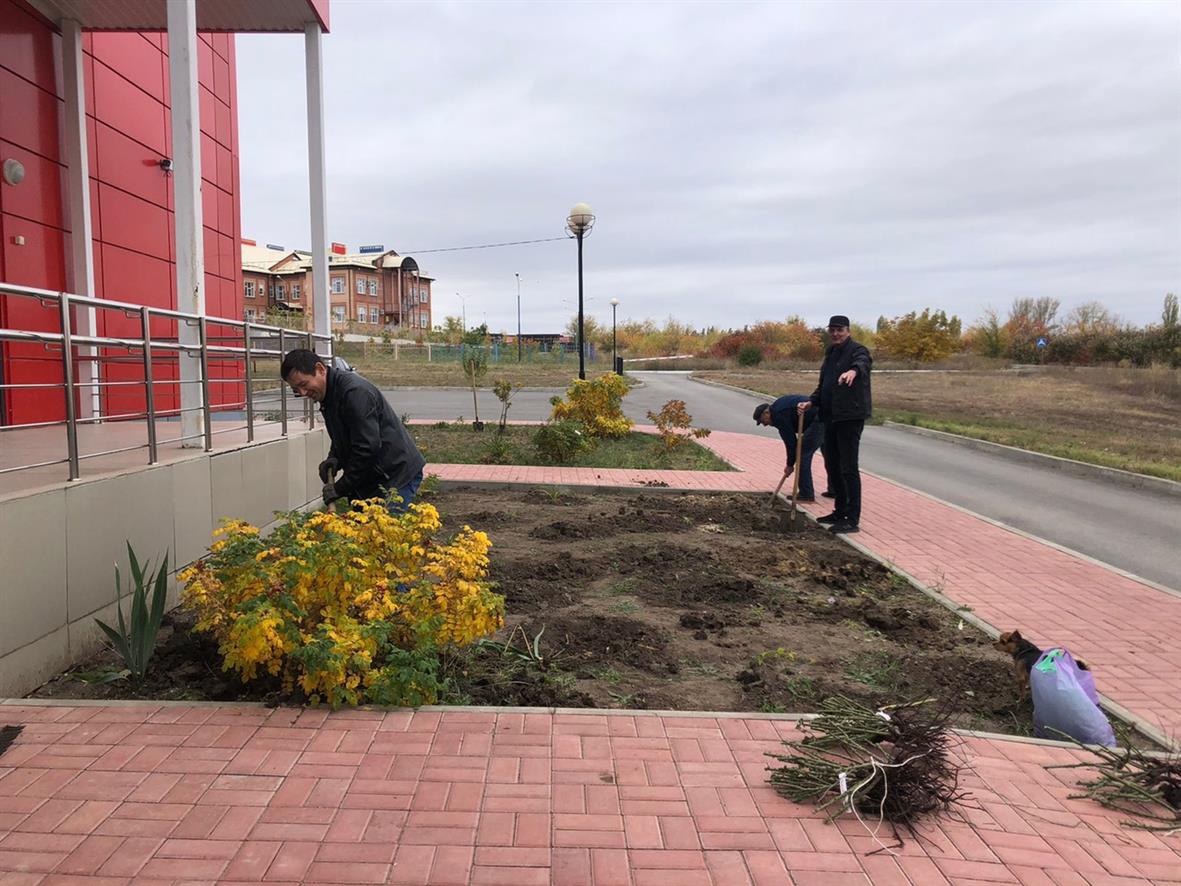 Розы, туи и сосны высадили возле ЦКР