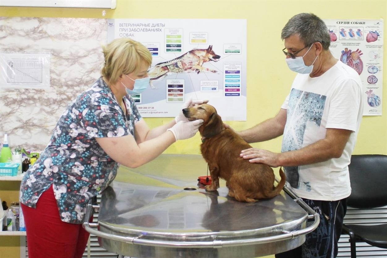 В Белокалитвинском районе акцию по льготной стерилизации собак и кошек продлили еще на год