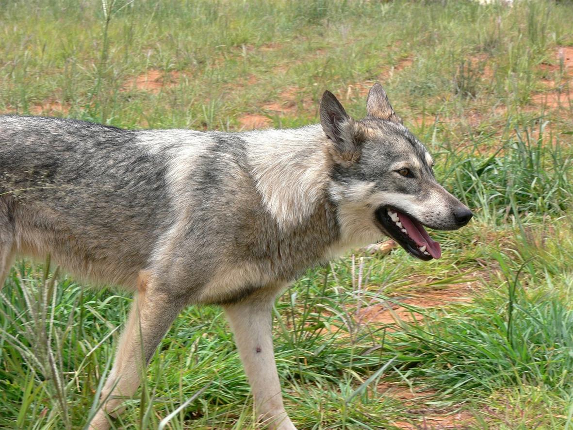 Жительница станицы Краснодонецкой голыми руками обездвижила бешеного волка